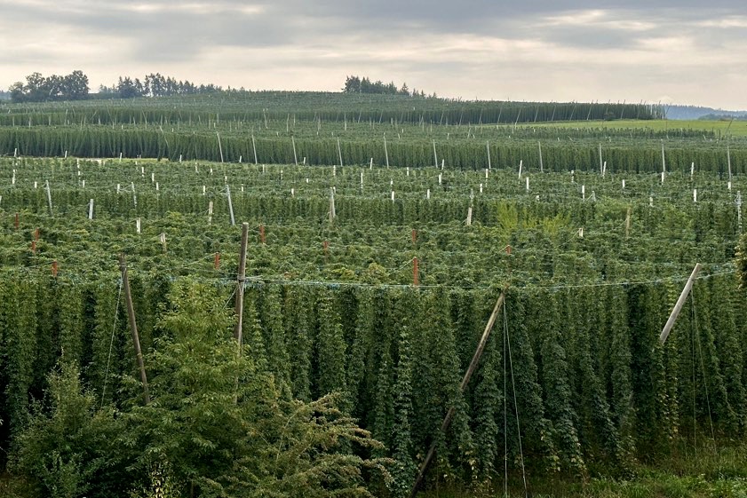 Archivfoto: Ludwig Schrätzenstaller