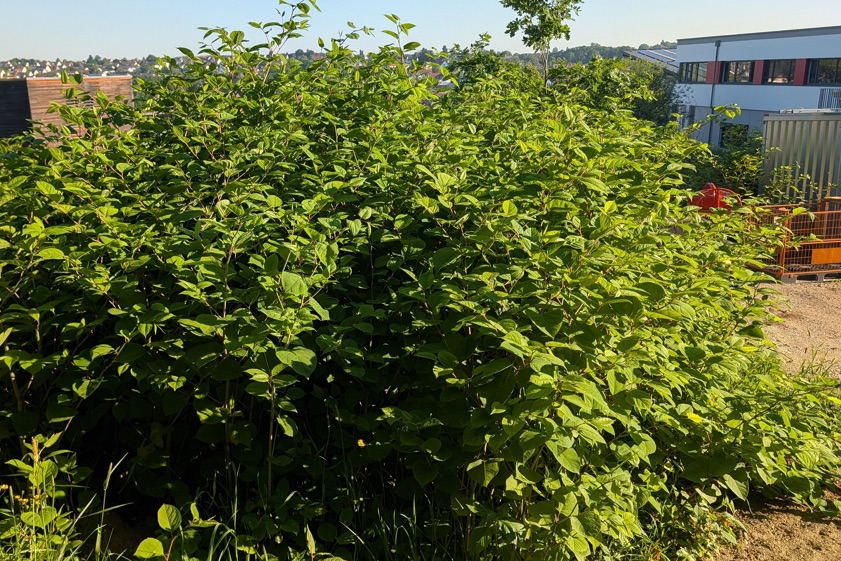 "Der Japanische Staudenknöterich ist ein Beispiel für eine invasive Pflanzenart, die sich schnell ausbreiten und heimische Pflanzen verdrängen kann", erklärt die Stadtverwaltung von Pfaffenhofen. Foto: Mario Dietrich, Stadt Pfaffenhofen